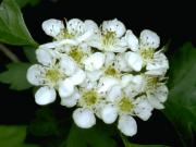 Crataegus cuneata